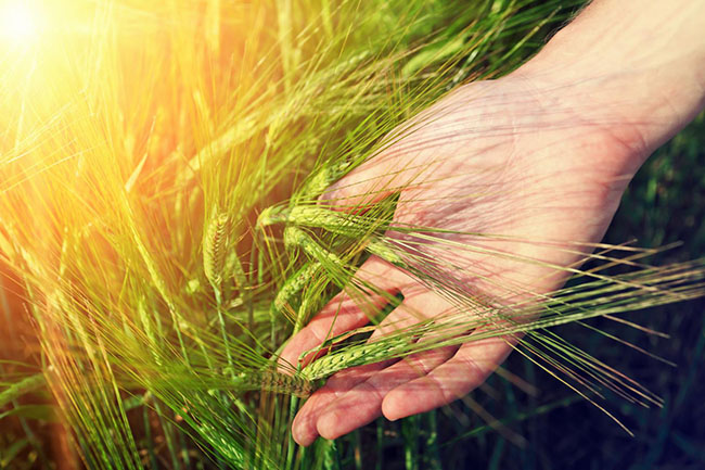 Fabricant d'aliments pour bétail Ardèche