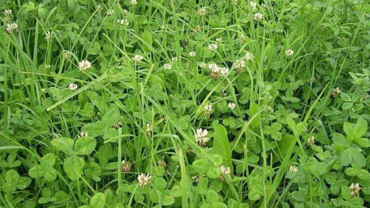 Ray gras Haute-Loire