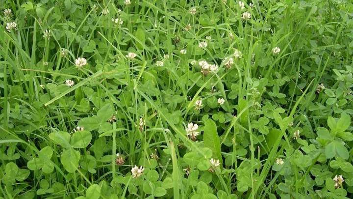 Ray gras Haute-Loire
