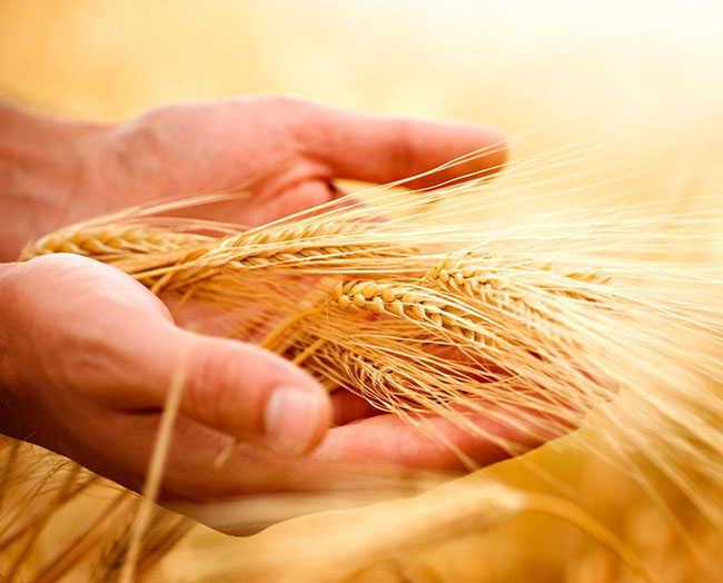 Alimentation Animale Haute-Loire