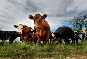 Magasin d'aliments pour animaux | Des aliments pour animaux, comme le bétail. magasin-aliments-animaux.php