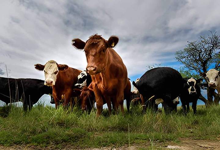 Groupe de bovins Haute-Loire