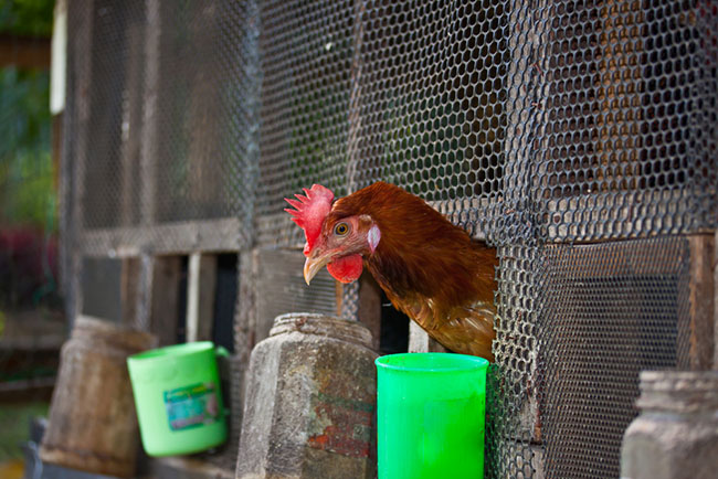 Alimentation Animale Ardèche