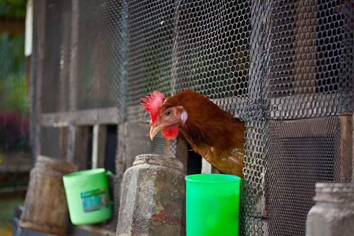 production mash sur mesure Haute-Loire