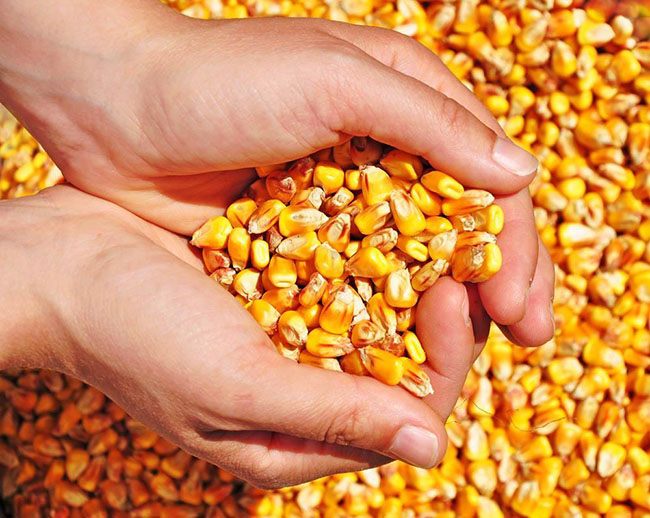 Fabricant d'aliments pour bétail