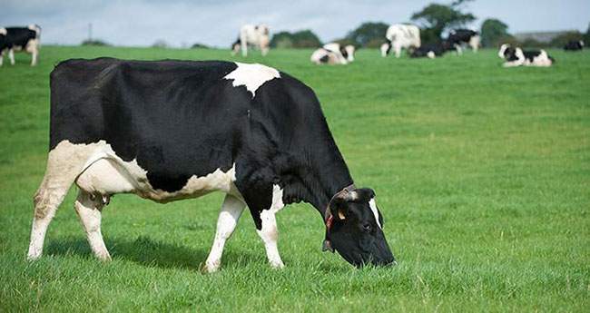 Vache laitière Haute-Loire