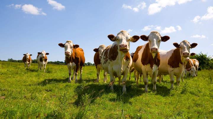 Troupeaux de vaches Haute-Loire
