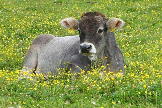 conception aliment mash Haute-Loire