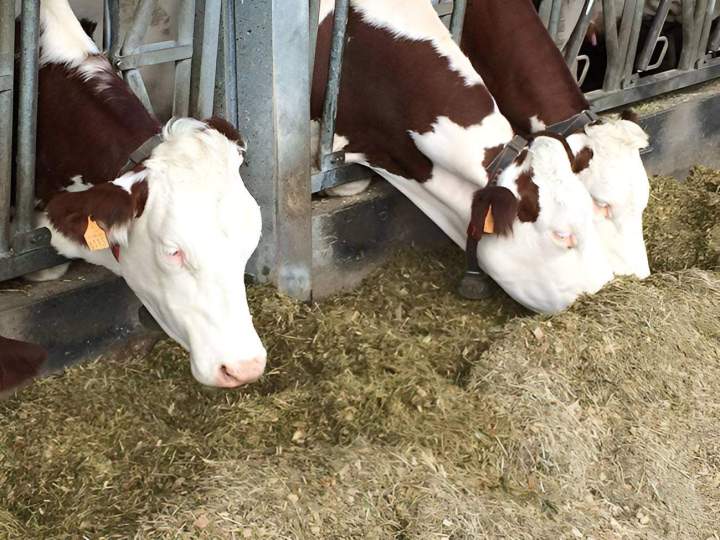 Fabricant d'aliments pour bétail Haute-Loire