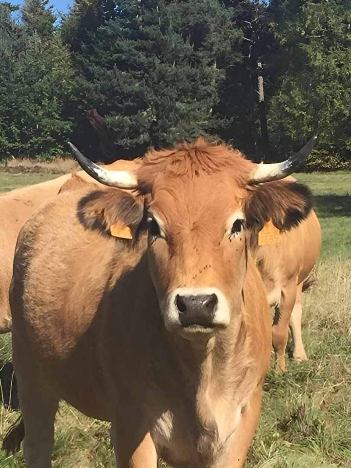 Vache Haute-Loire