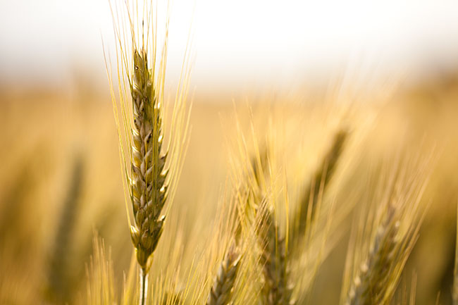 Coproduits alimentaires de qualité Haute-Loire
