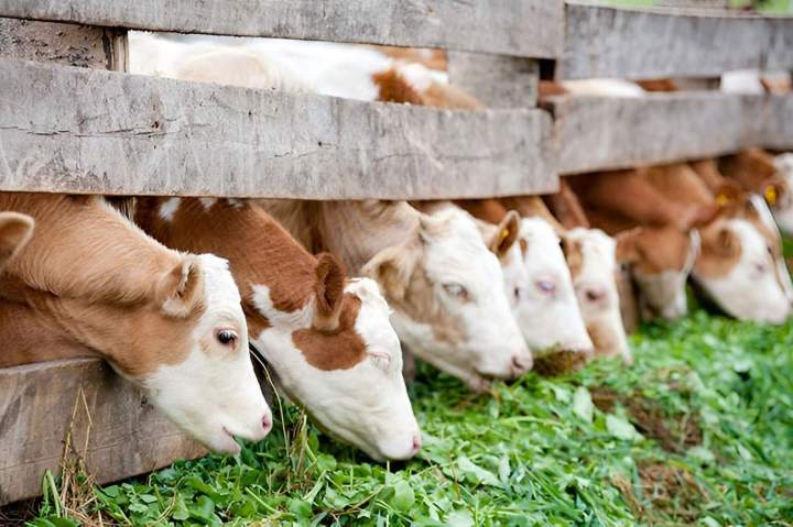 Magasin d'aliments pour bétail Haute-Loire