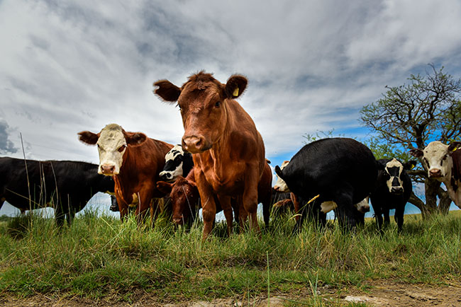 Magasin d'aliments pour animaux Haute-Loire