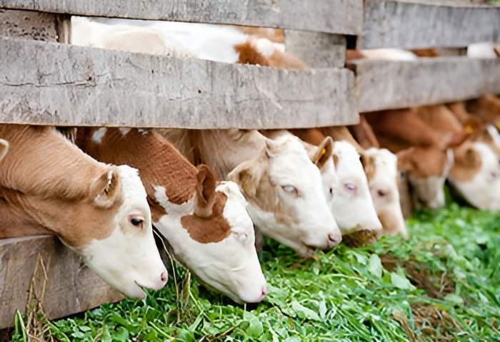 Aliment mash pour bétail Haute-Loire